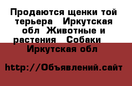 Продаются щенки той терьера - Иркутская обл. Животные и растения » Собаки   . Иркутская обл.